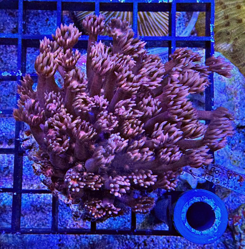 Goniopora lobata Red Monster - WYSIWYG 05