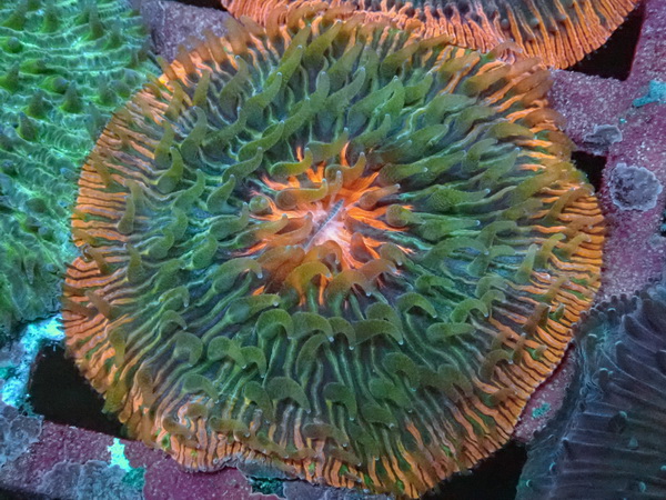 Fungia repanda - Plattenkoralle - Ultra orange ring 