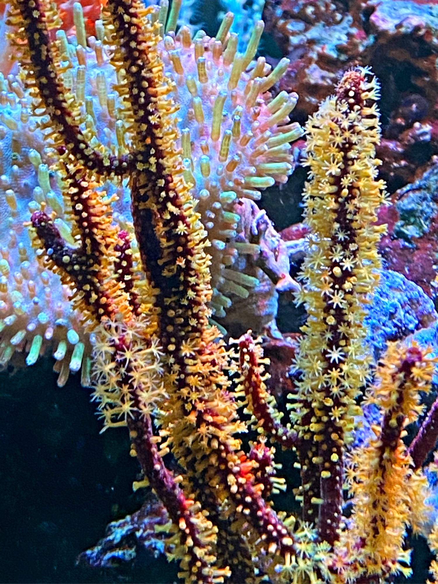 Menella sp. - yellow /orange Polyps