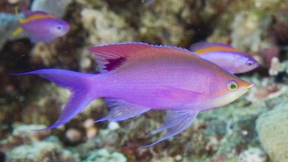 Pseudanthias Tuka Mann