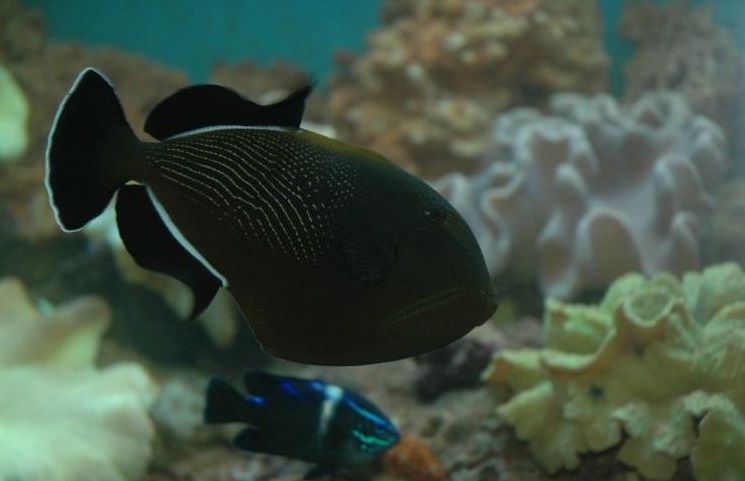 Melichthys indicus - Indischer Drückerfisch