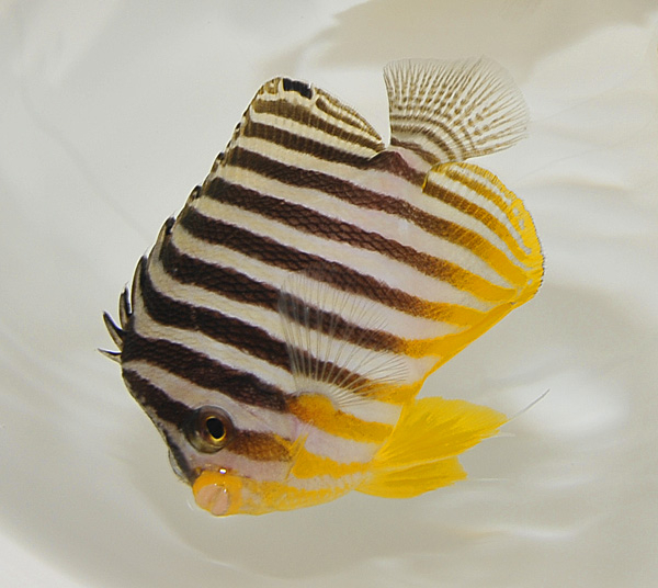 Paracentropyge multifasciata - Zebra-Zwergkaiserfisch