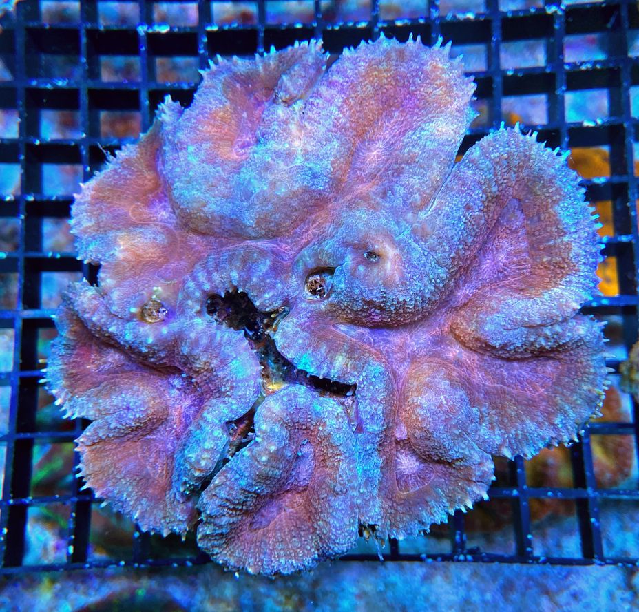 Lobophyllia hemprichii -  Doldenkoralle  - Ice breaker -WYSIWYG 184