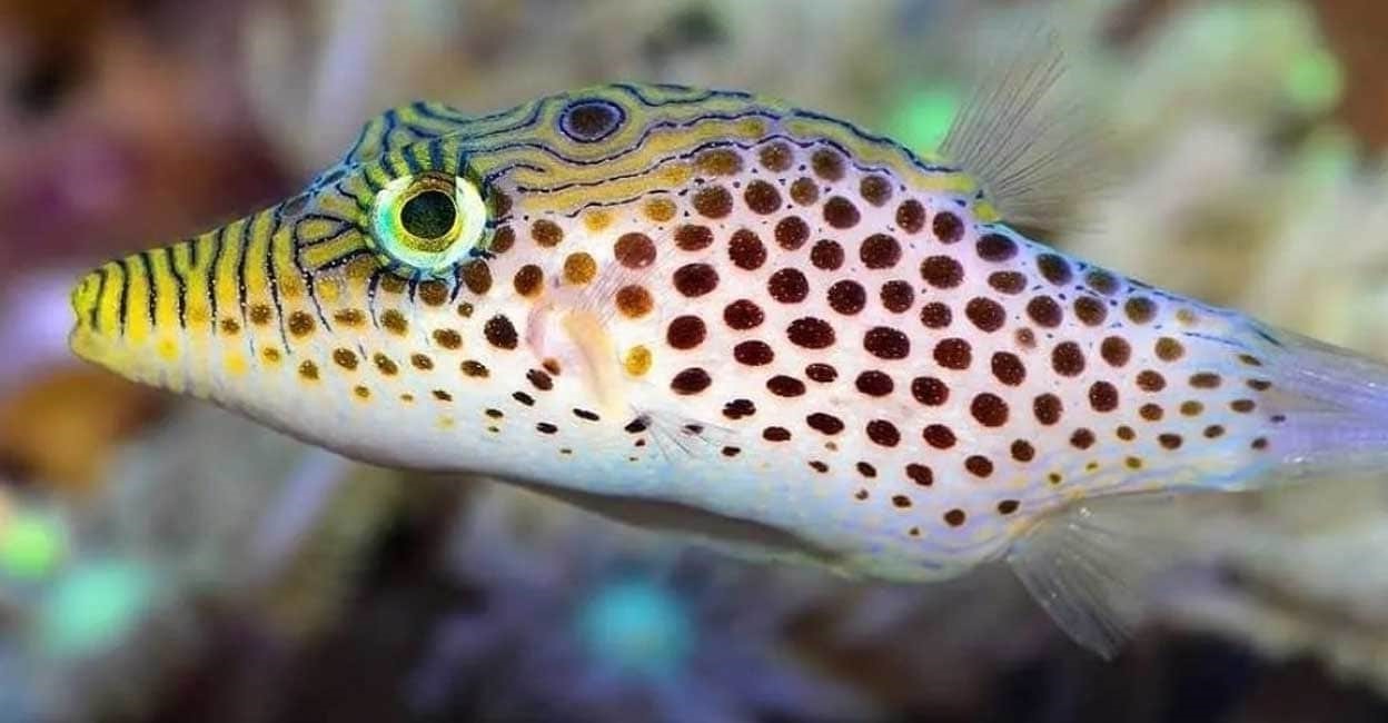 Canthigaster leoparda Leopard-Kugelfisch