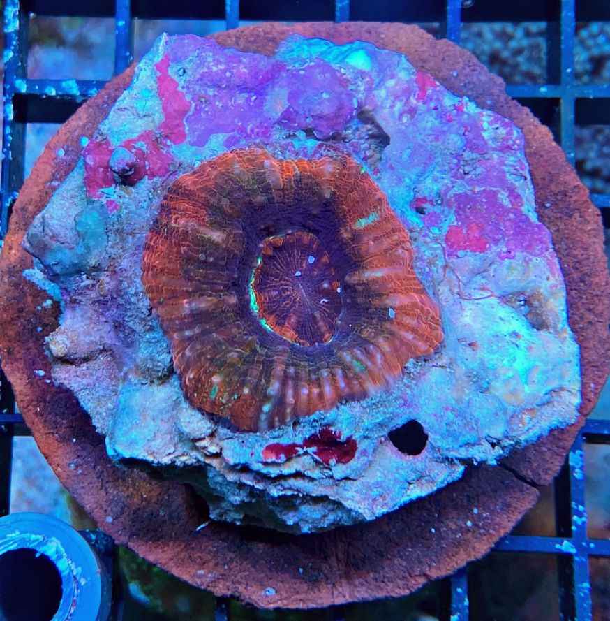 Acanthastrea maxima Steinkoralle