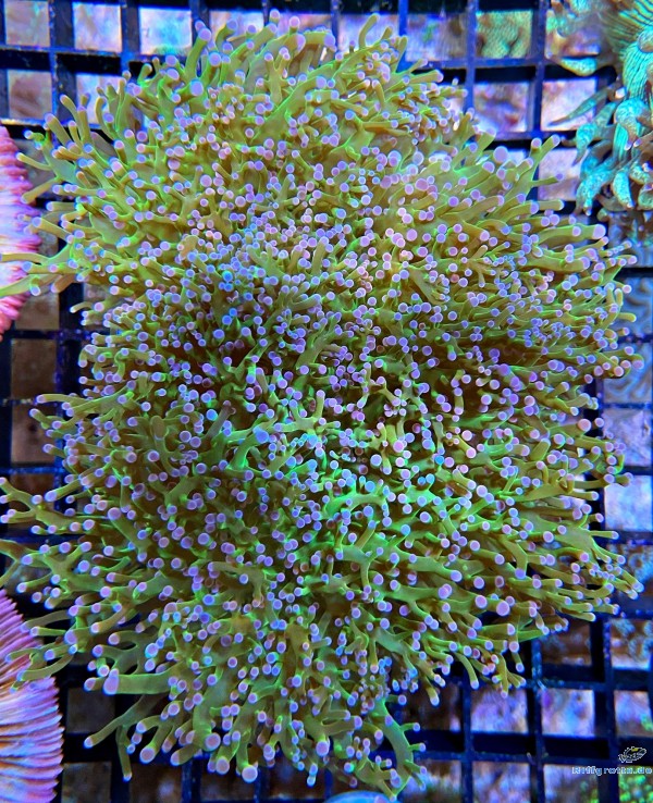 Euphyllia Divisa Ultra Color Euphyllia Divisa Ultra Color