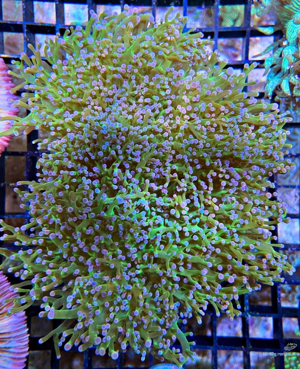 Euphyllia Divisa  Ultra Color