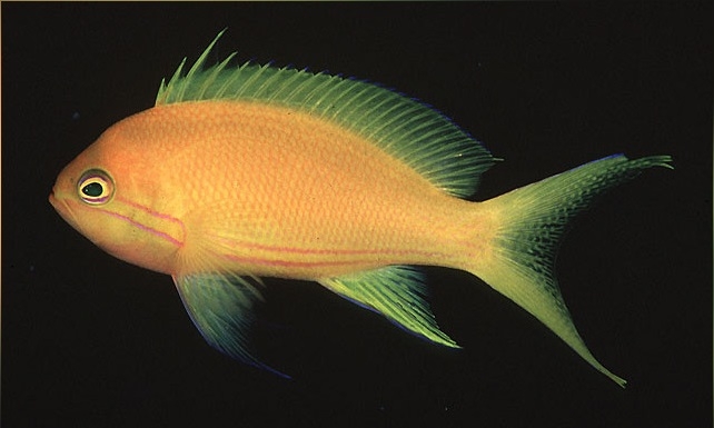 Pseudanthias pleurotaenia - Seitenstreifen-Fahnenbarsch - Frau