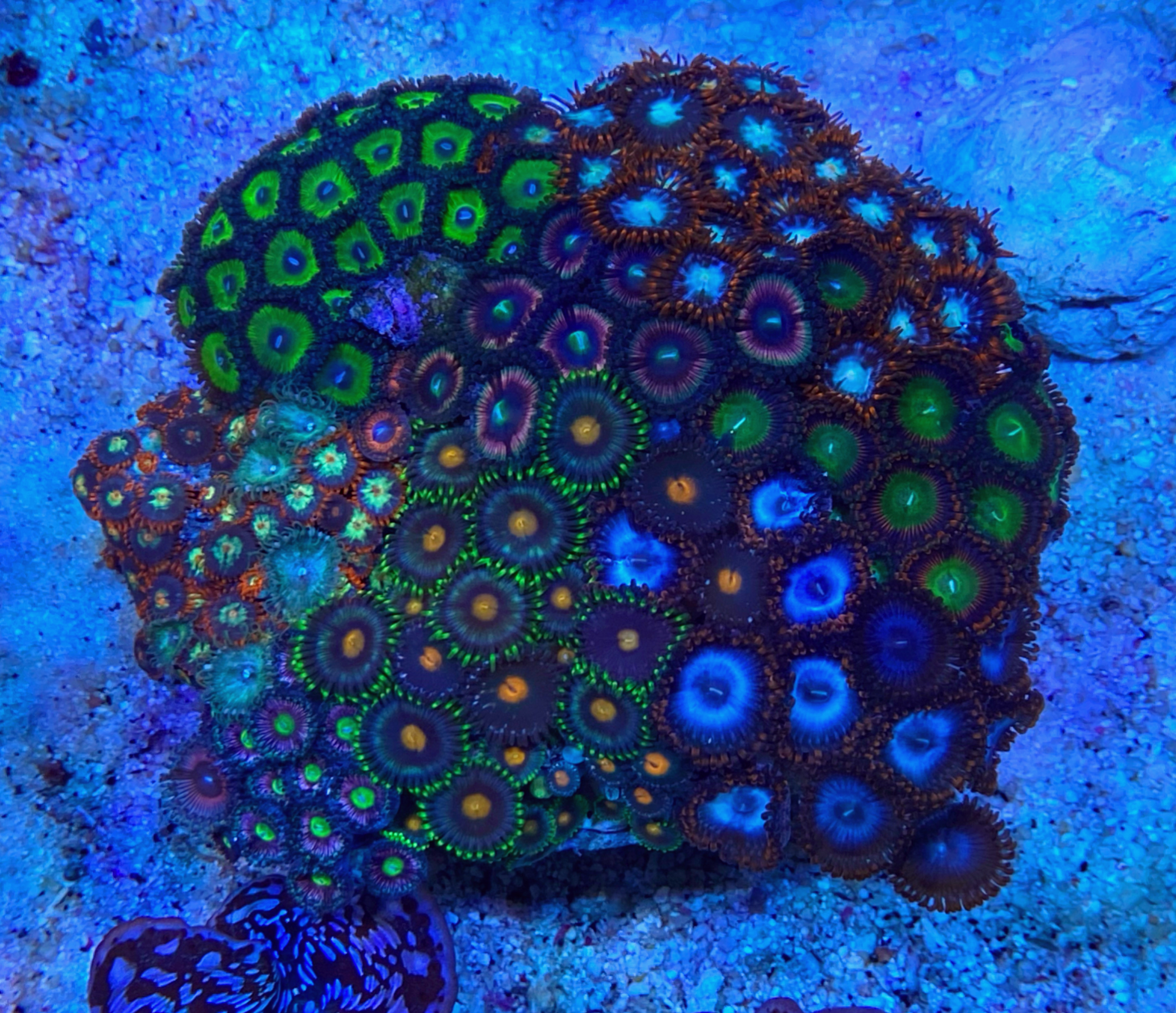 Zoanthus - Signature Zoa Garden - Multi Color - WYSIWYG