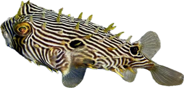 Chilomycterus schoepfii -Igelfisch