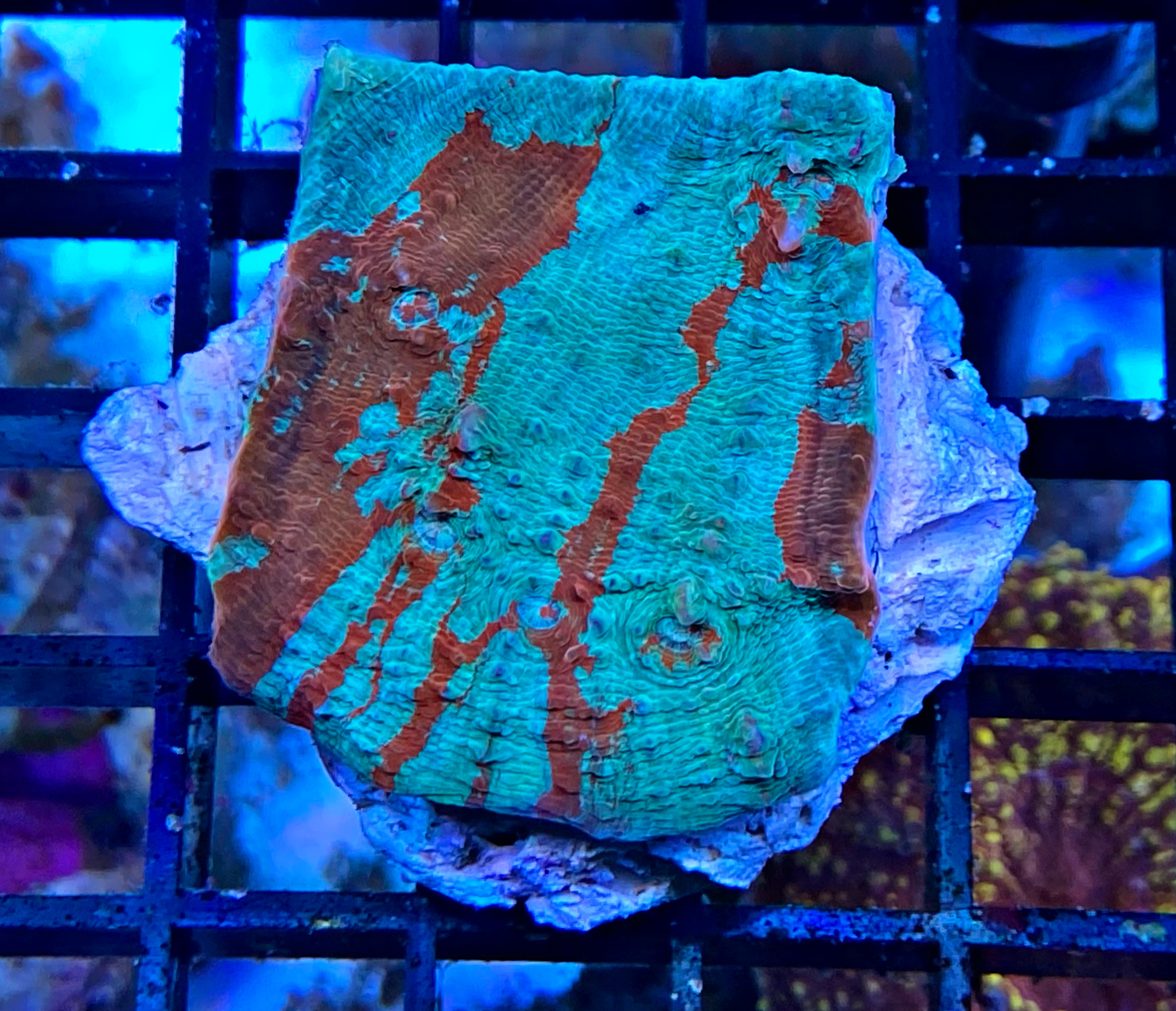 Echinophyllia sp. Chalice Coral - Ultra Color - WYSIWYG E1