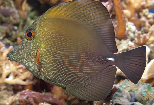 Zebrasoma scopas - Brauner Segelflossen-Doktorfisch-S