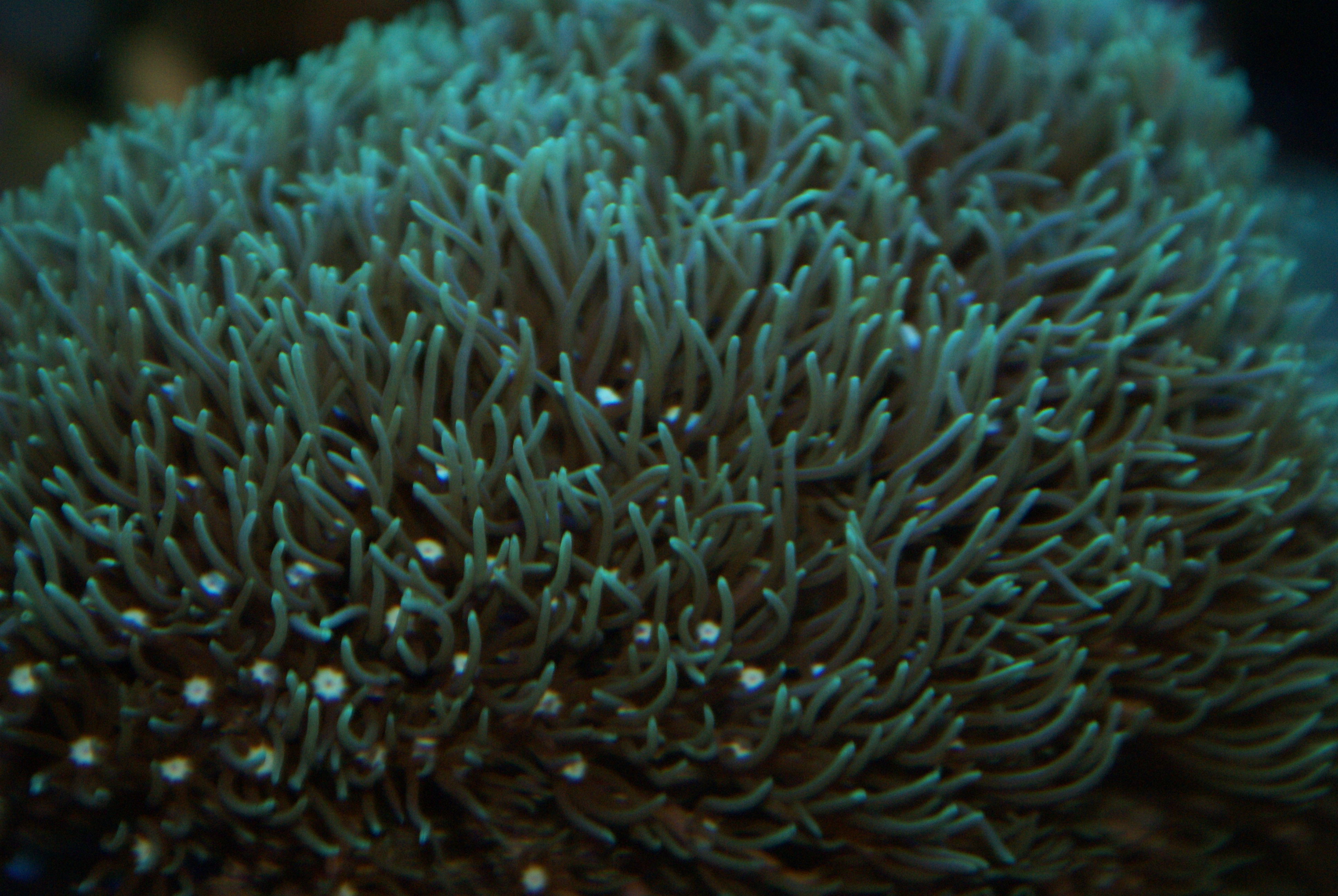 Pachyclavularia violacea Röhrenkoralle Ultra Color Green-L