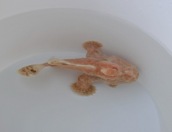 Antennarius Spec. Anglerfisch  Cream Color  