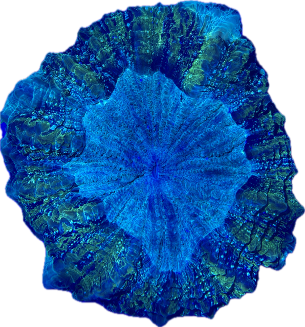 Acanthophyllia deshayesiana -Tränenkoralle - WYSIWYG 141 - green mirrow