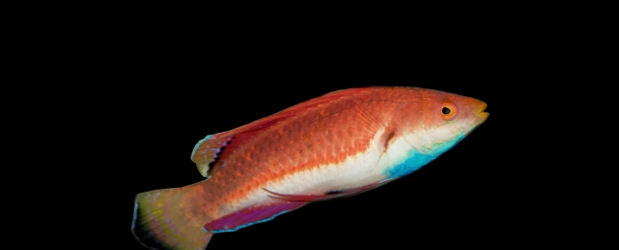 Cirrhilabrus cyanogularis - Zwerglippfisch-S Cirrhilabrus cyanogularis - Zwerglippfisch-S