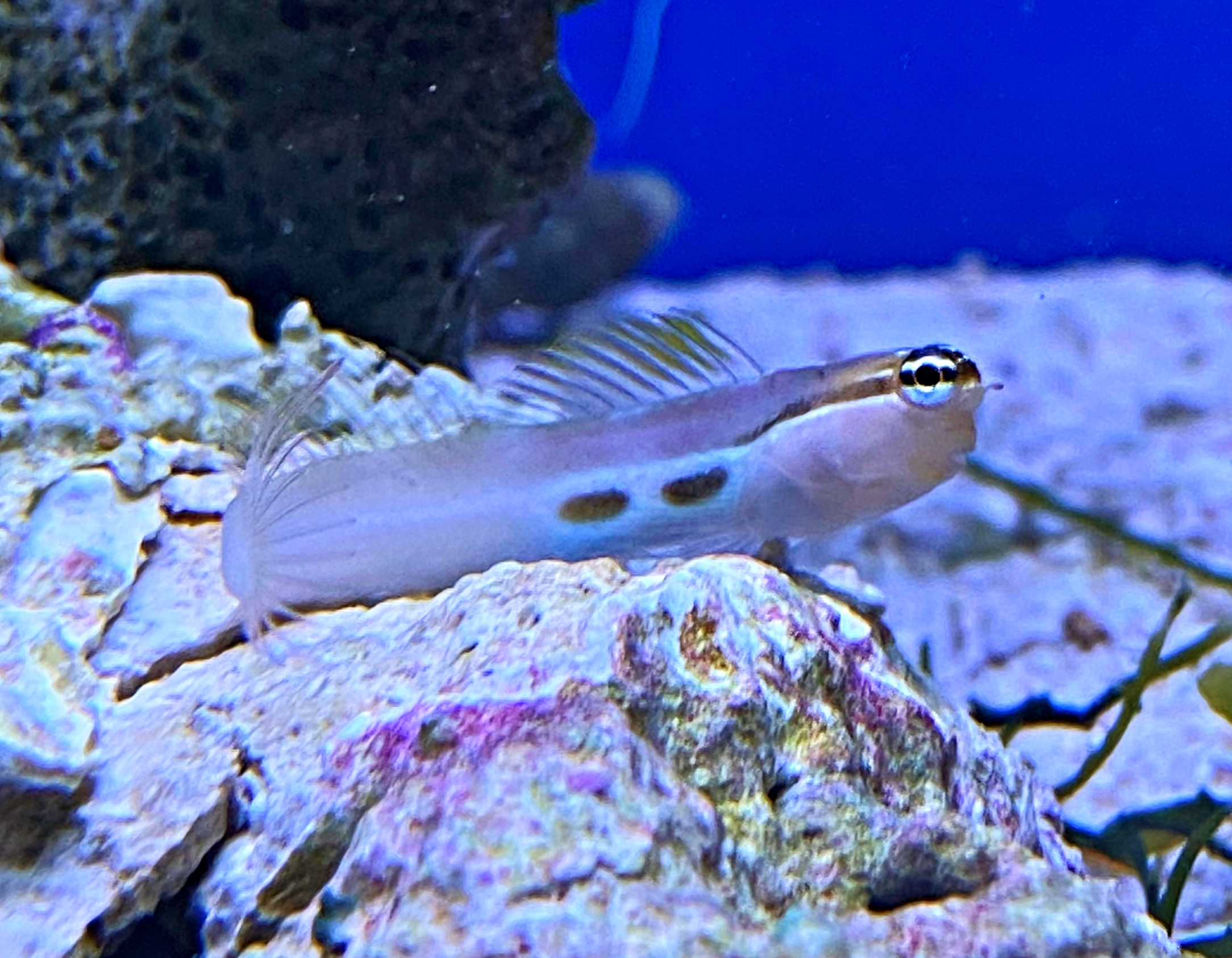 Ecsenius bimaculatus Gestreifter Schleimfisch