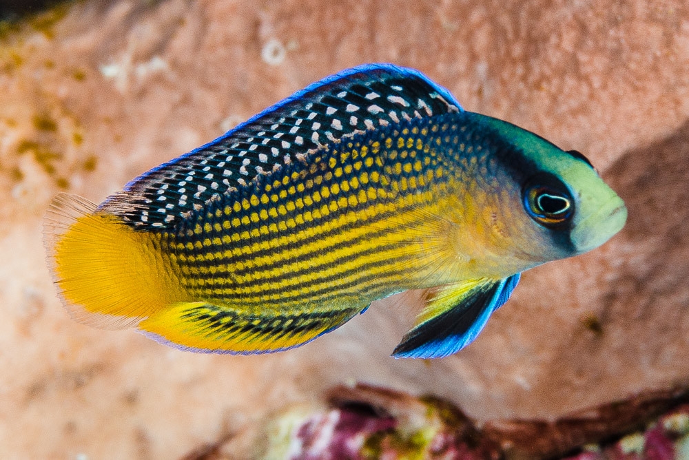 Manonichthys splendens Pracht-Zwergbarsch NZ