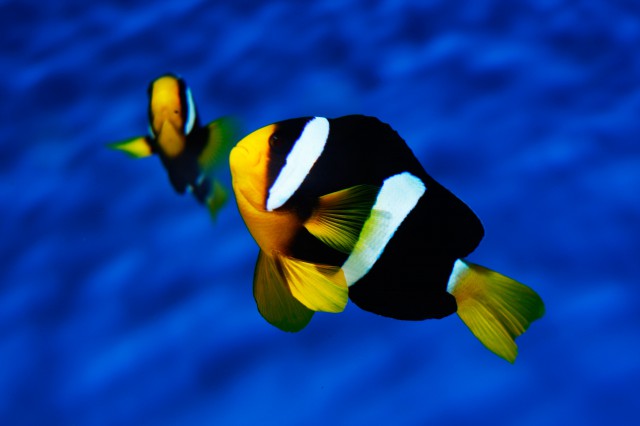 Amphiprion clarkii Coral Sea 