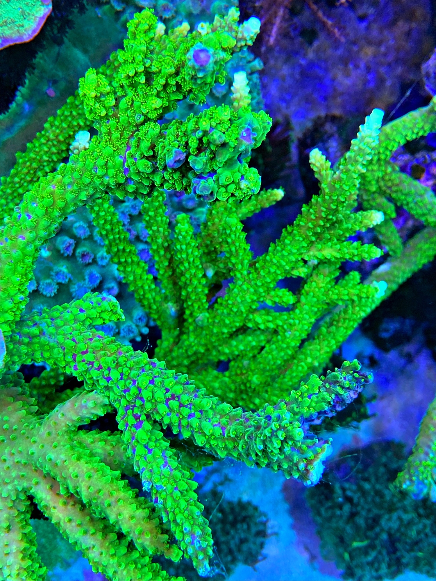 Acropora Set - Acropora tumida + Acropora loisetteae