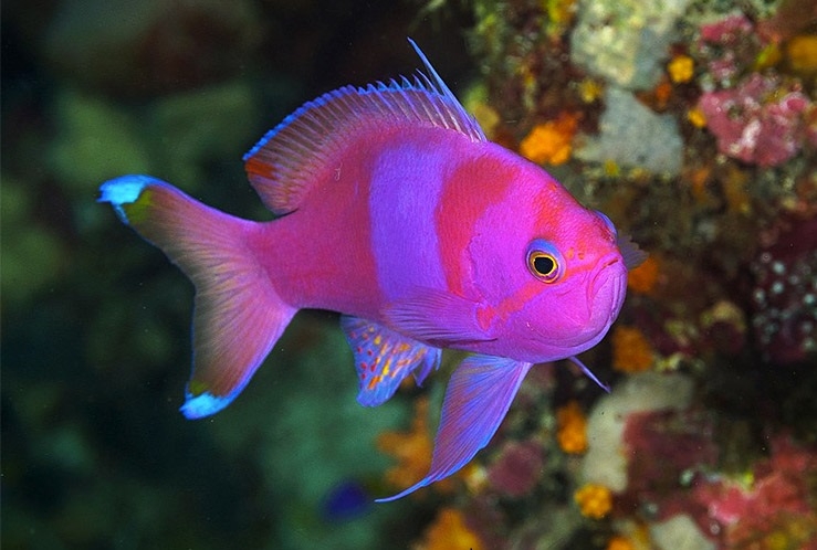 Pseudanthias pleurotaenia - Seitenstreifen-Fahnenbarsch - Mann