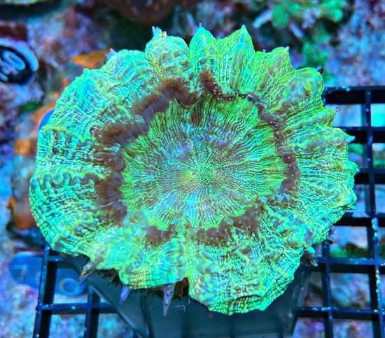 Acanthophyllia deshayesiana -Tränenkoralle - WYSIWYG 136 - green mirrow