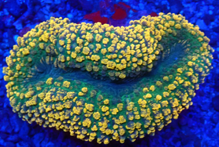 Lobophyllia hemprichii -  Doldenkoralle - Peach n´apple  WYSIWYG 116c