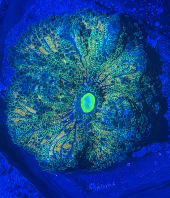 Ricordea yuma - Genoppte Scheibenanemone - Orange - WYSIWYG