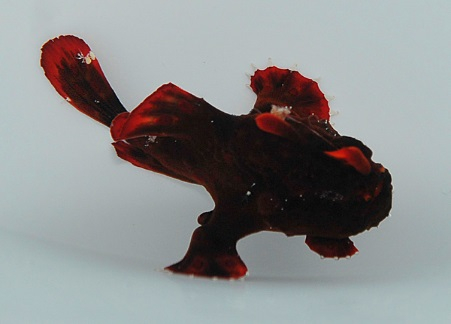 Antennarius maculatus Anglerfisch Color  