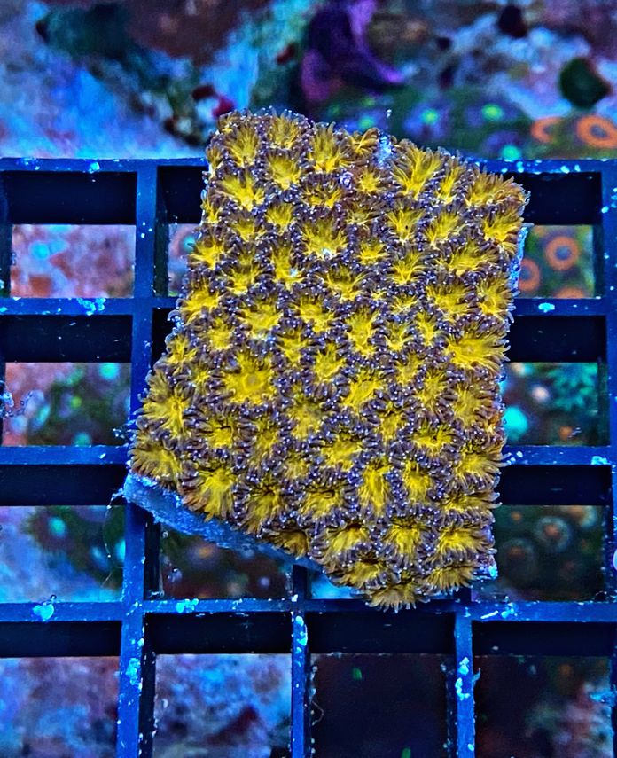 Leptastrea purpurea - Burning Ember - WYSIWYG 413c