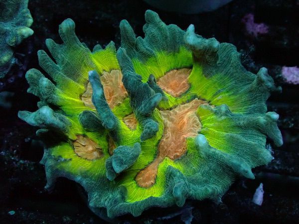 Pectinia alcicornis - Kamm-Koralle - WYSIWYG P1