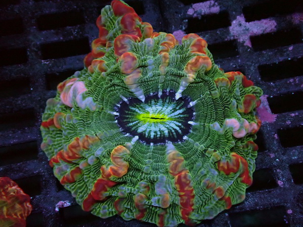  Cynarina lacrymalis - Tränenkoralle  - WYSIWYG 110 - Ultra Color Explosion