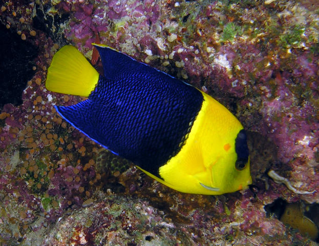 Zwergkaiser Centropyge bicolor Blaugelber Zwergkaiserfisch 