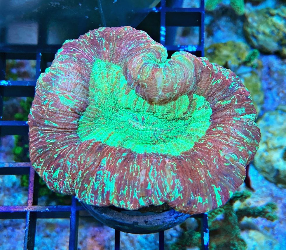 Trachyphyllia geoffroyi - Wulstkoralle - Ultra Multi Color - WYSIWYG 129