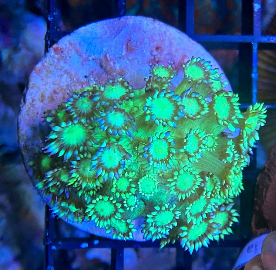 Goniopora lobata - Margerittenkoralle - Ultra -Galaxy  WYSIWYG 105