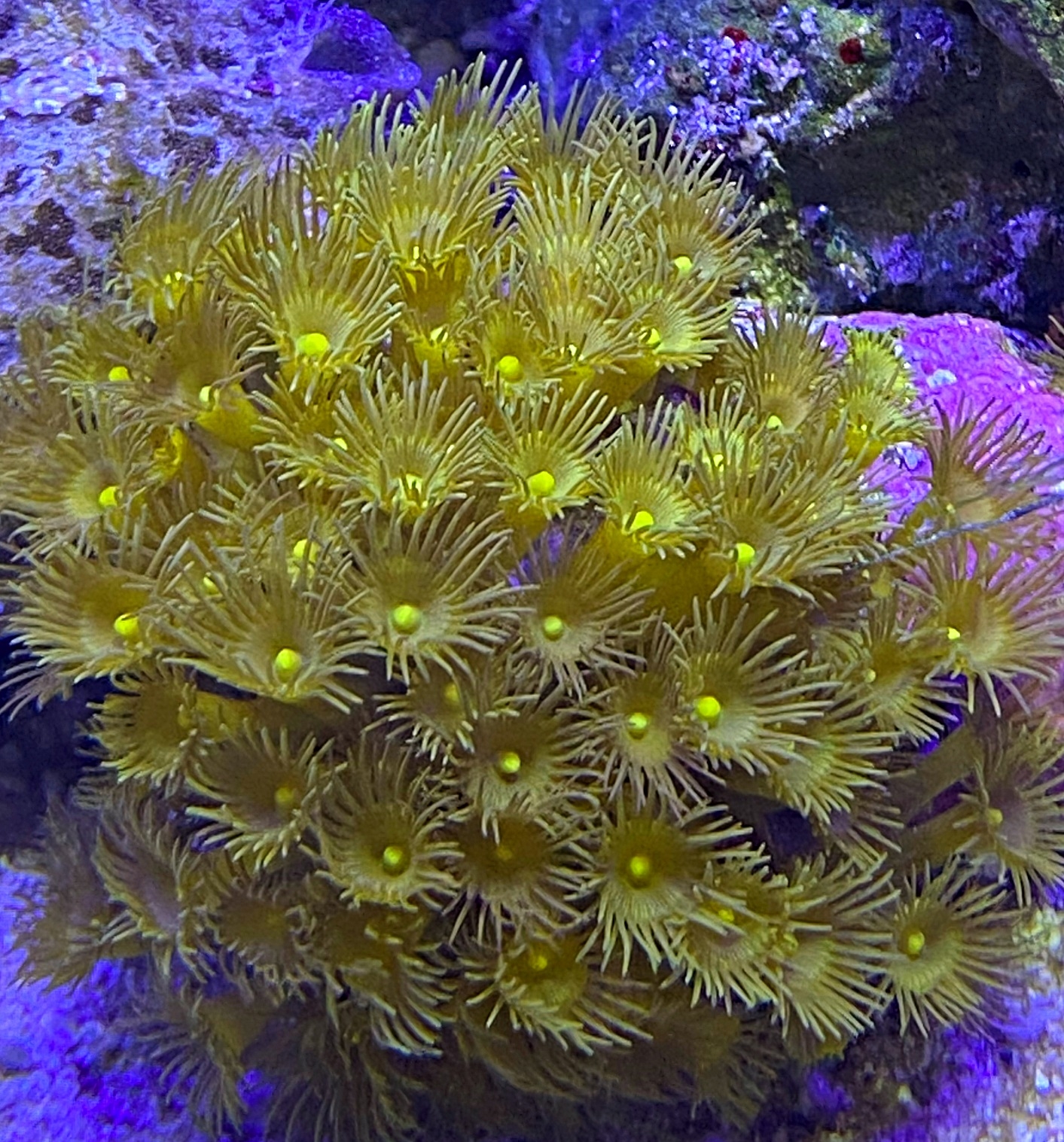 Terrazoanthus sp.- Gelbe Krustenanemone