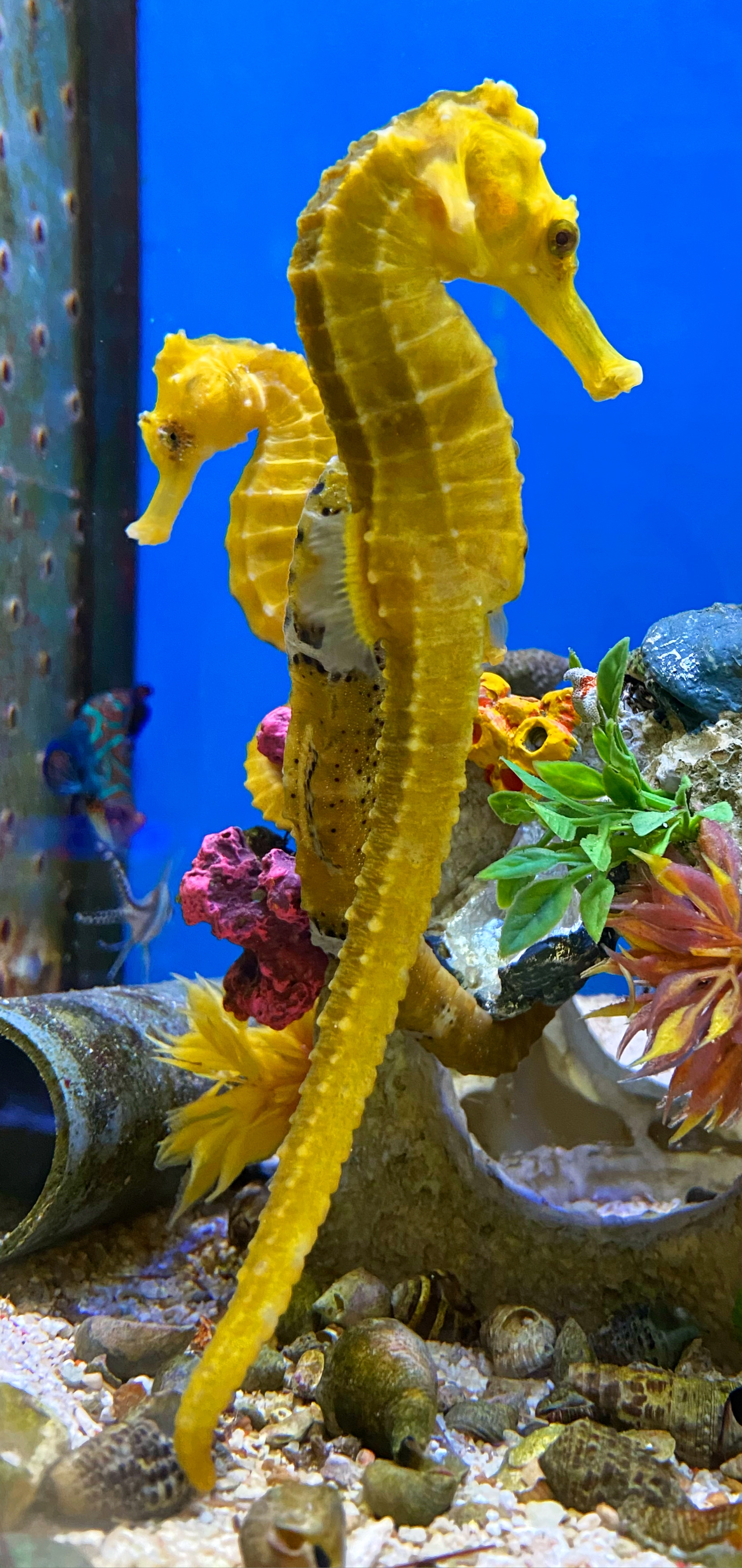 Hippocampus kuda - Langschnäuziges Seepferdchen Color gelb -  L - Paar