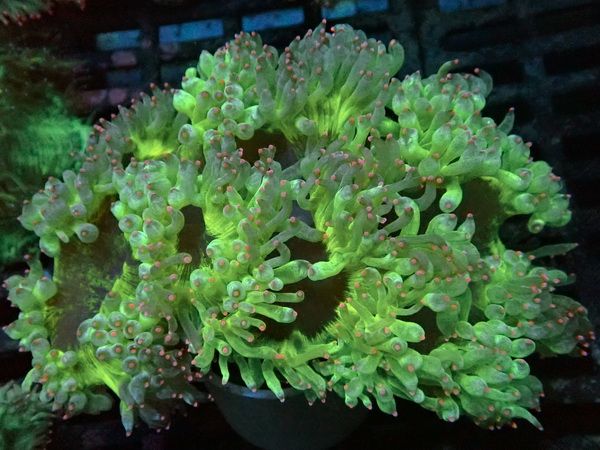 Catalaphyllia jardinei Wunderkoralle - Ultra Color pink tipped -  WYSIWYG 107 