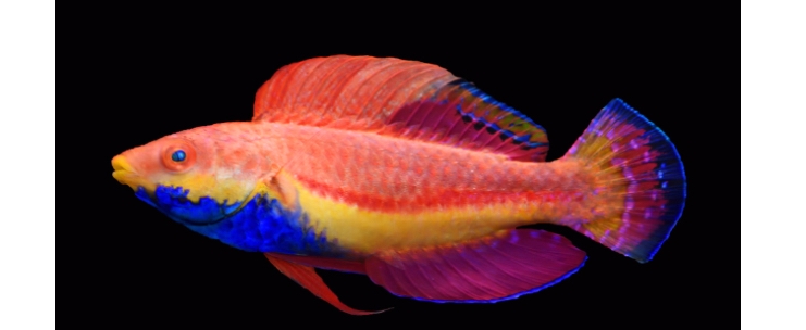 Cirrhilabrus cyanogularis - Zwerglippfisch-S Cirrhilabrus cyanogularis - Zwerglippfisch-S