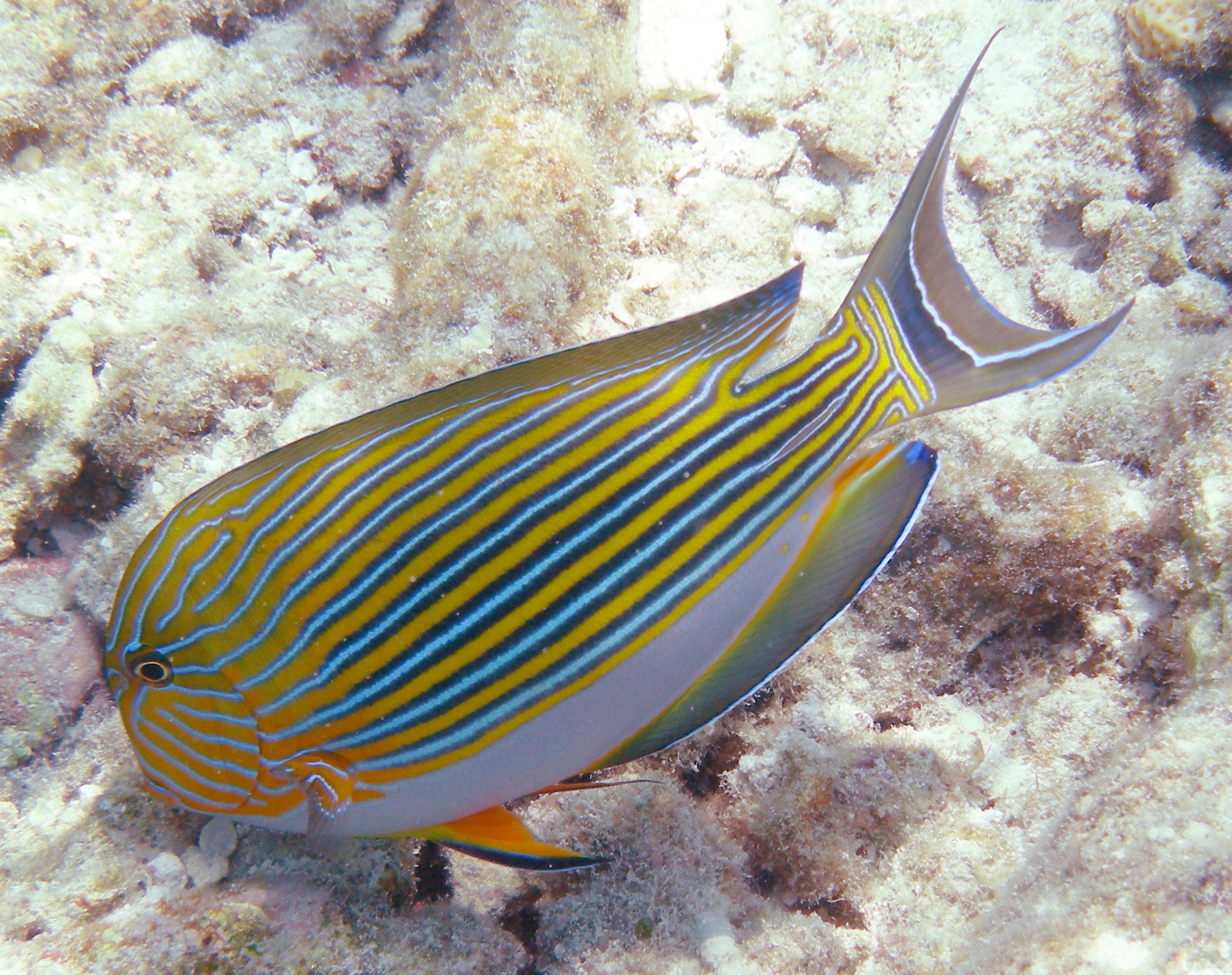 Doktorfisch Acanthurus lineatus