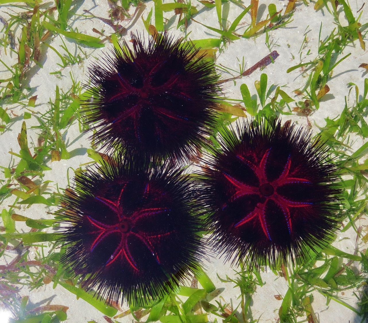 Astropyga radiata - Roter Diademseeigel