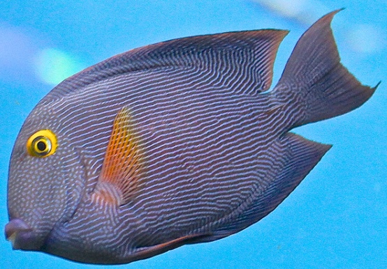 Ctenochaetus strigosus Goldring-Borstenzahn-Doktorfisch
