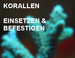 korallen-einsetzen-und-befestigen