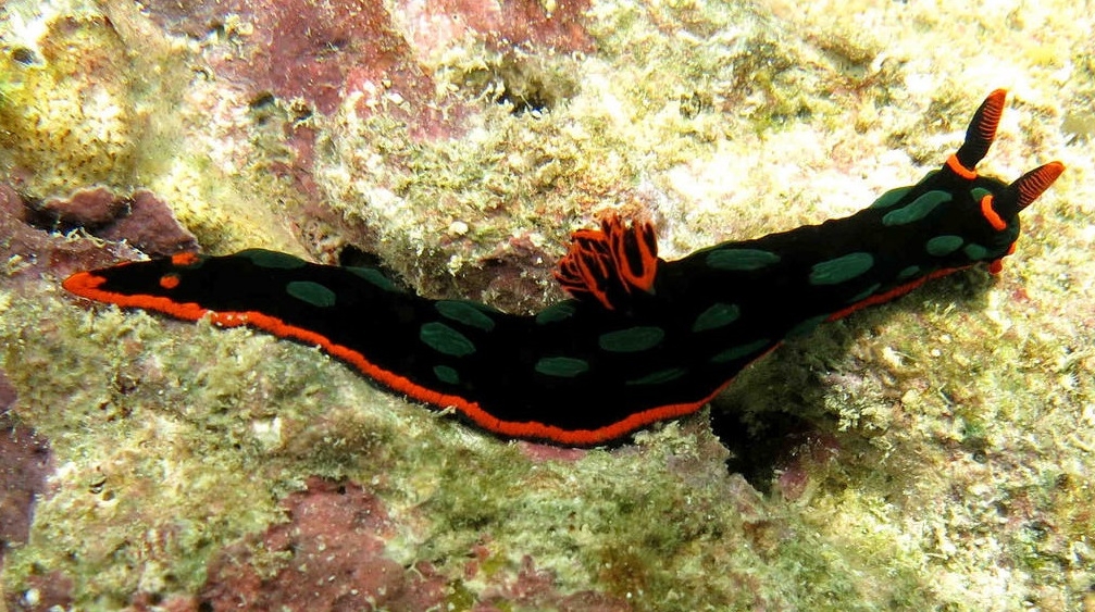 Nembrotha kubaryana - Variable Neonsternschnecke