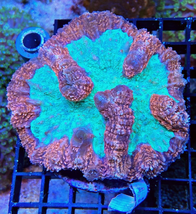 Symphyllia spec. Steinkorallen - Red BiColor - WYSIWYG 187