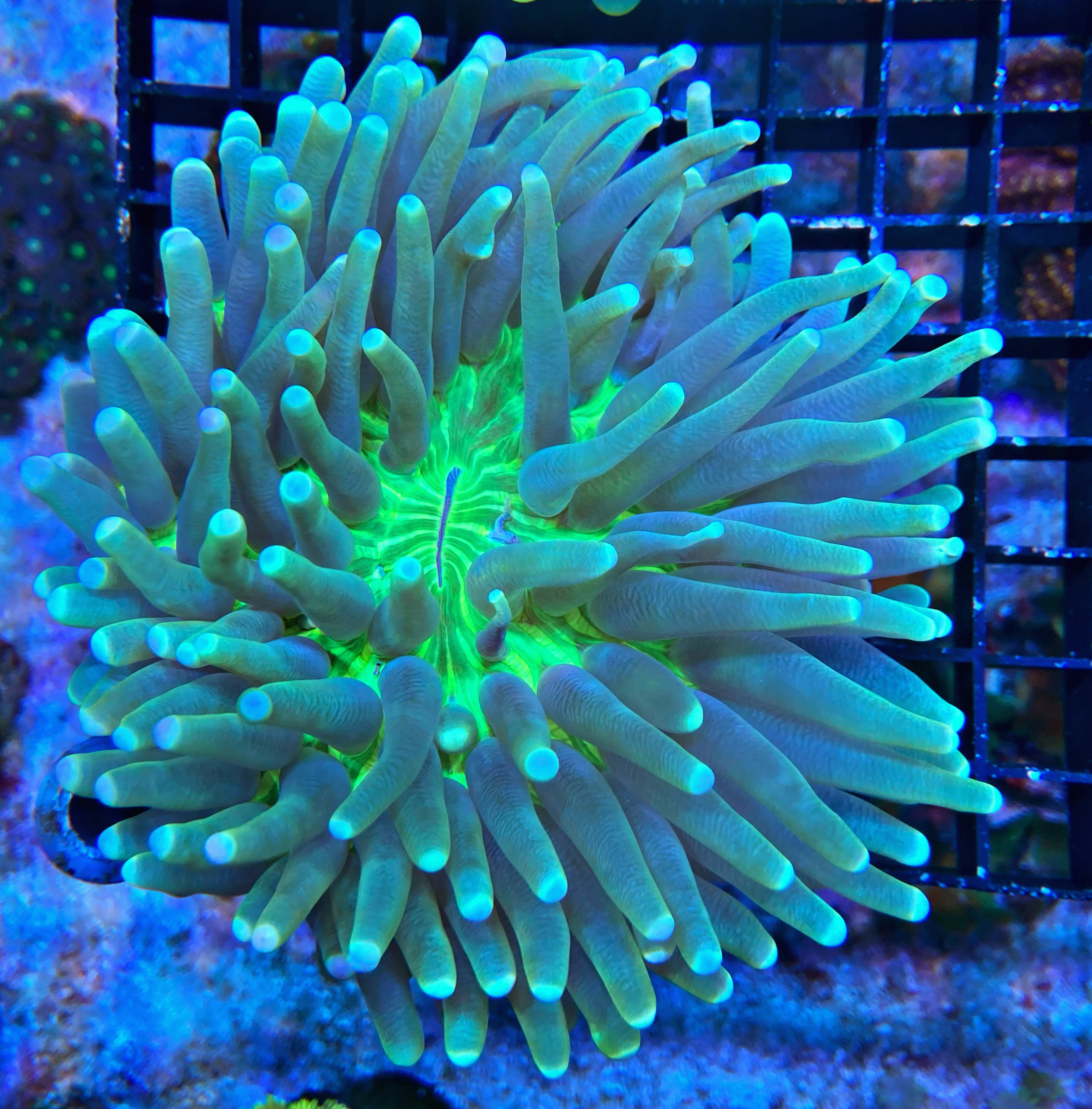 Heliofungia actiniformis Anemonen Pilzkoralle Ultra Color Heliofungia actiniformis Anemonen Pilzkoralle Ultra Color