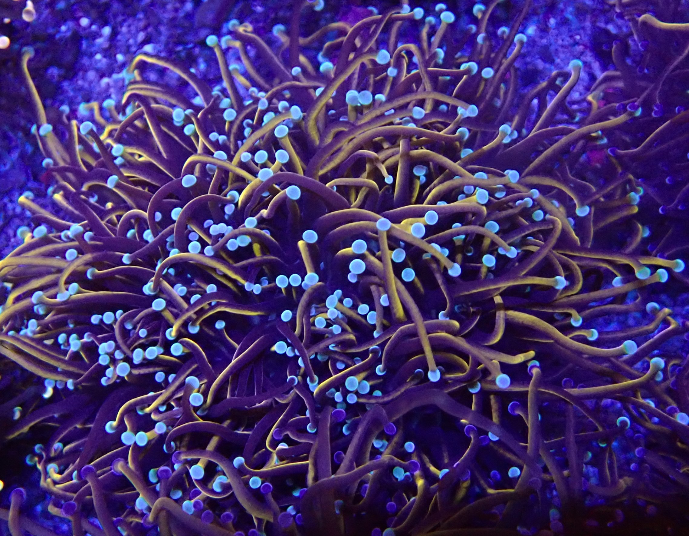 Euphyllia glabrescens -Golden Torch Extrem  Indo - WYSIWYG