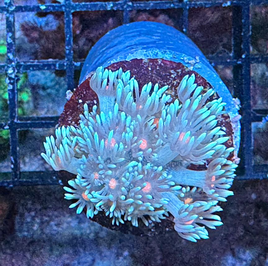Goniopora lobata  - Two Tone orange/roter Mund - NZ