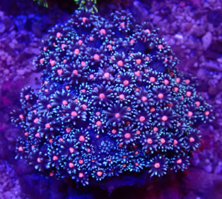 Goniopora fruticosa - Margerittenkoralle - WYSIWYG 103