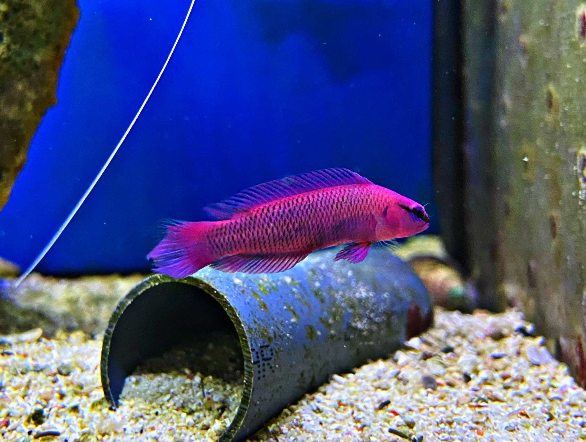 Pseudochromis fridmani König-Salomon Zwergbarsch NZ